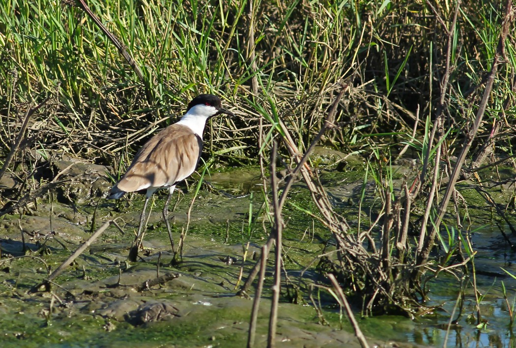 Spur-winged Lapwing
