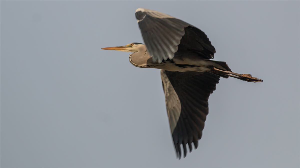 Grey Heron