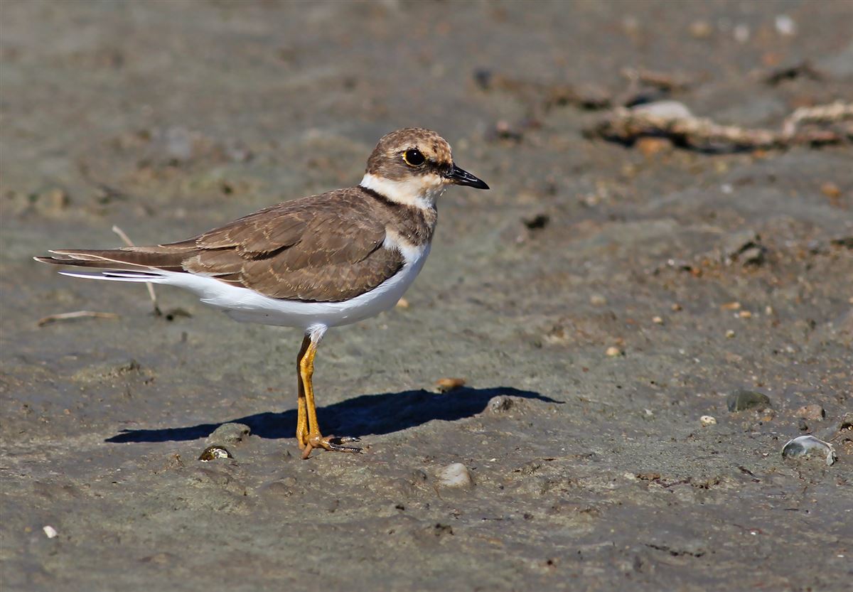 Little Ringed Plover