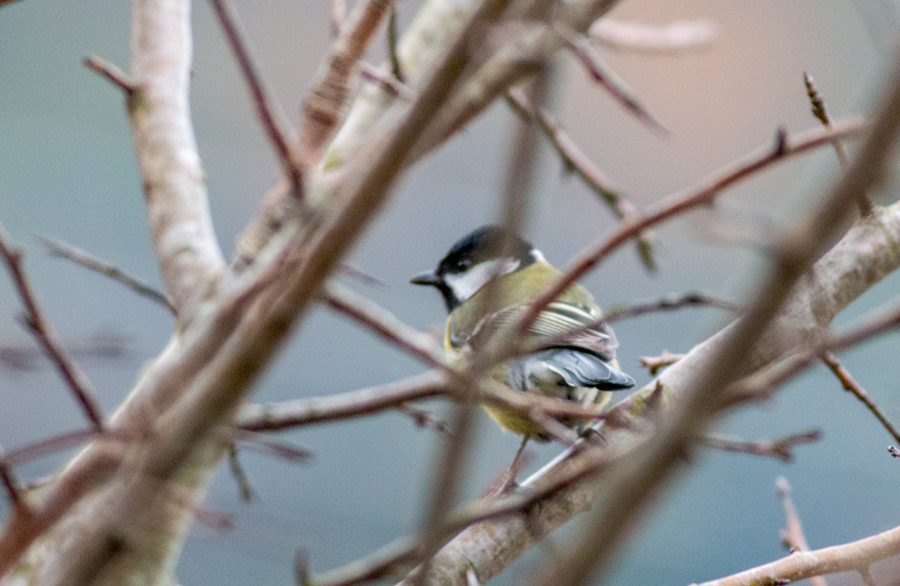 Great Tit