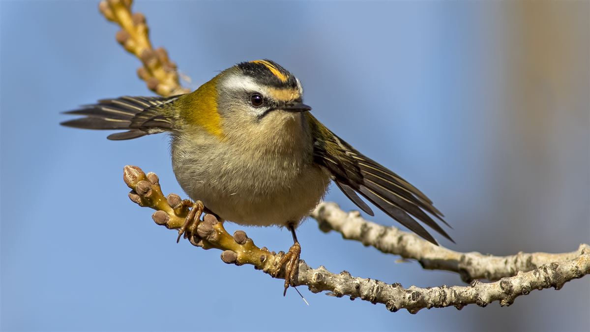 Common Firecrest