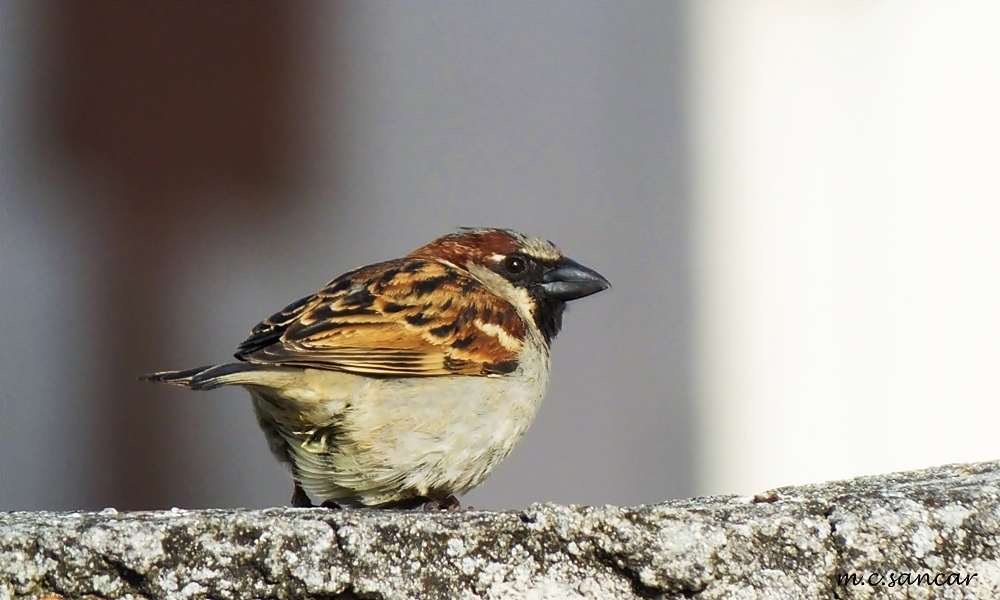 House Sparrow