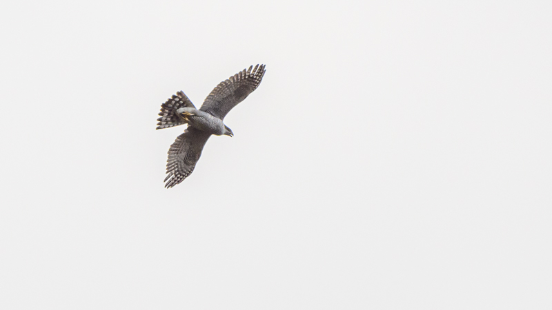 Eurasian Goshawk