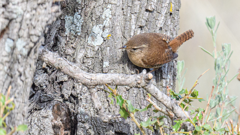 Eurasian Wren