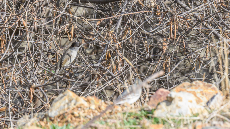 Eurasian Blackcap