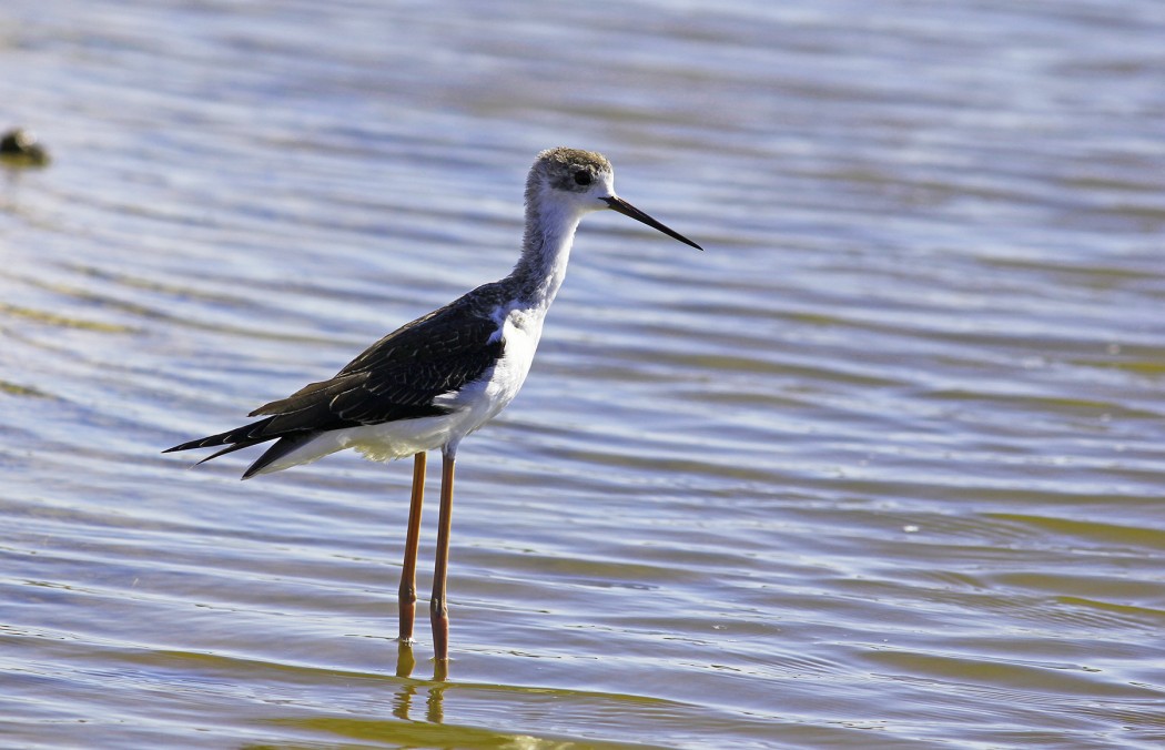 Black-winged Stilt