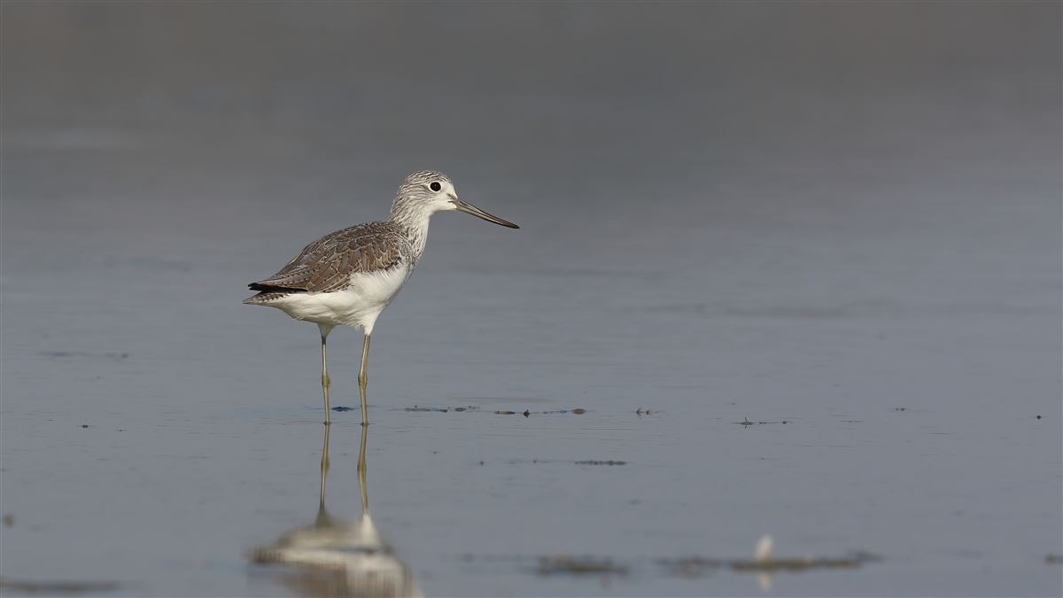 Common Greenshank