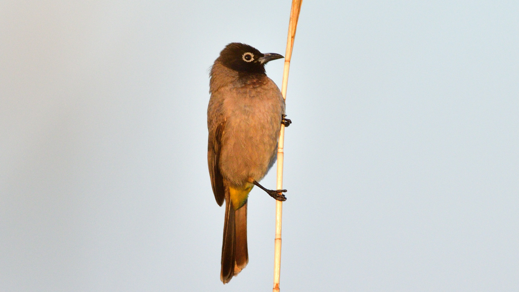 Arapbülbülü