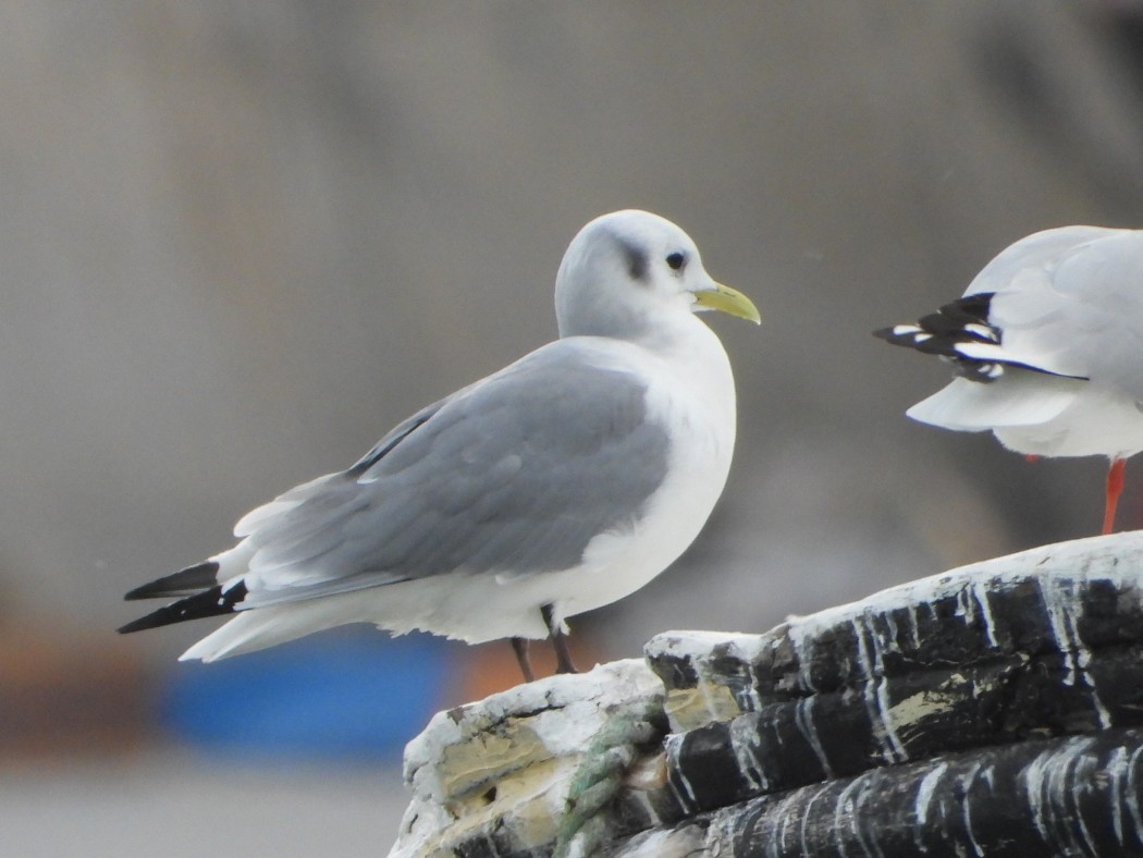 Black-legged Kittiwake