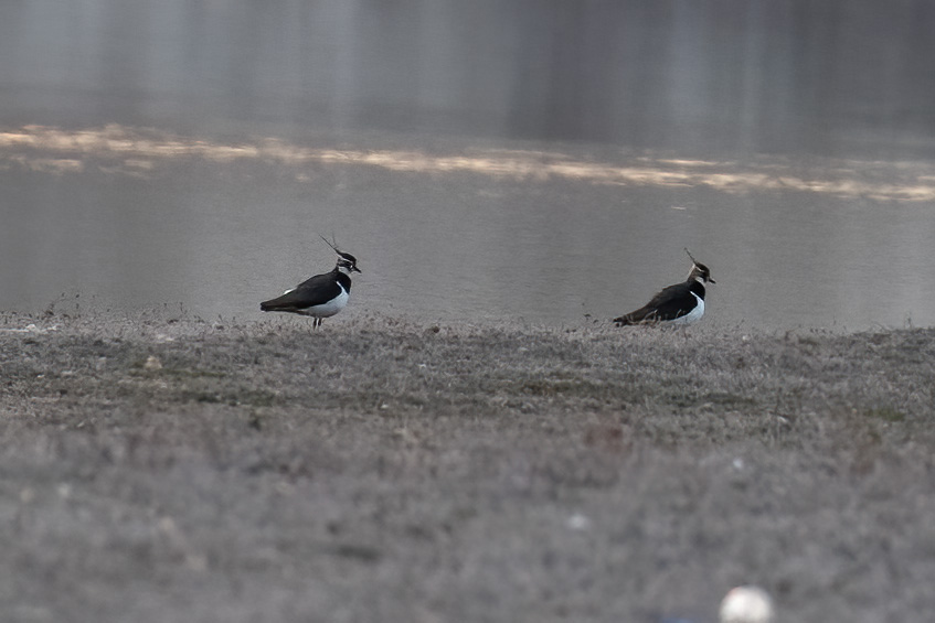 Northern Lapwing