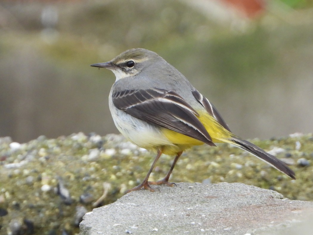 Grey Wagtail