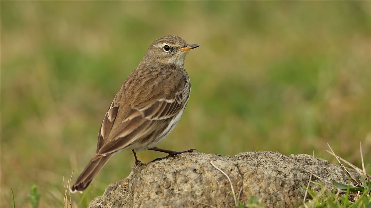 Water Pipit