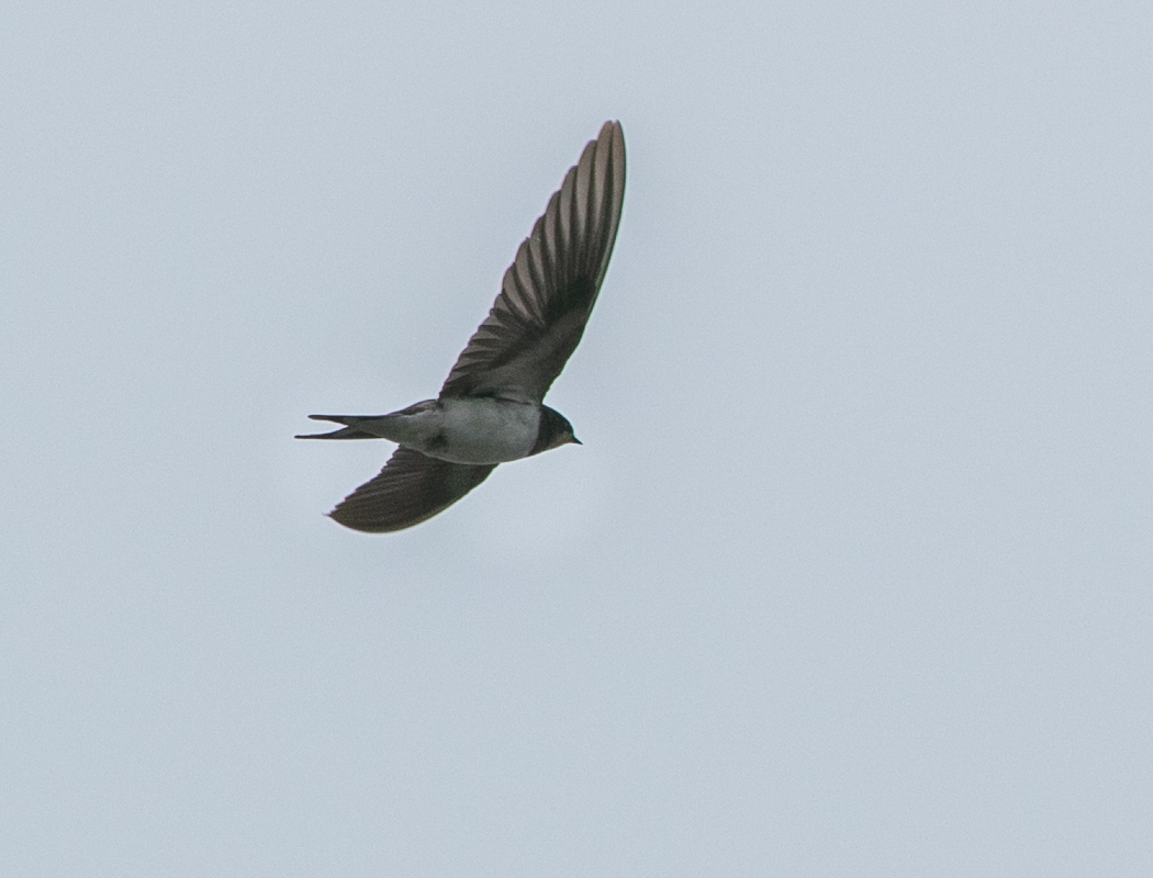 Barn Swallow