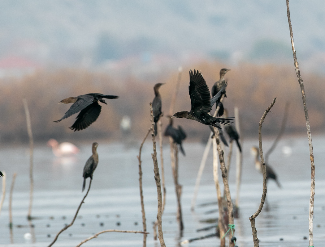 Pygmy Cormorant