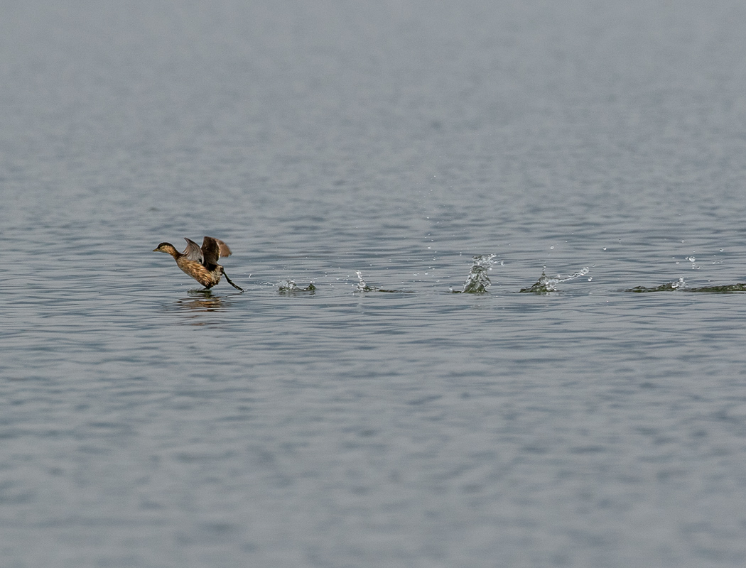 Little Grebe