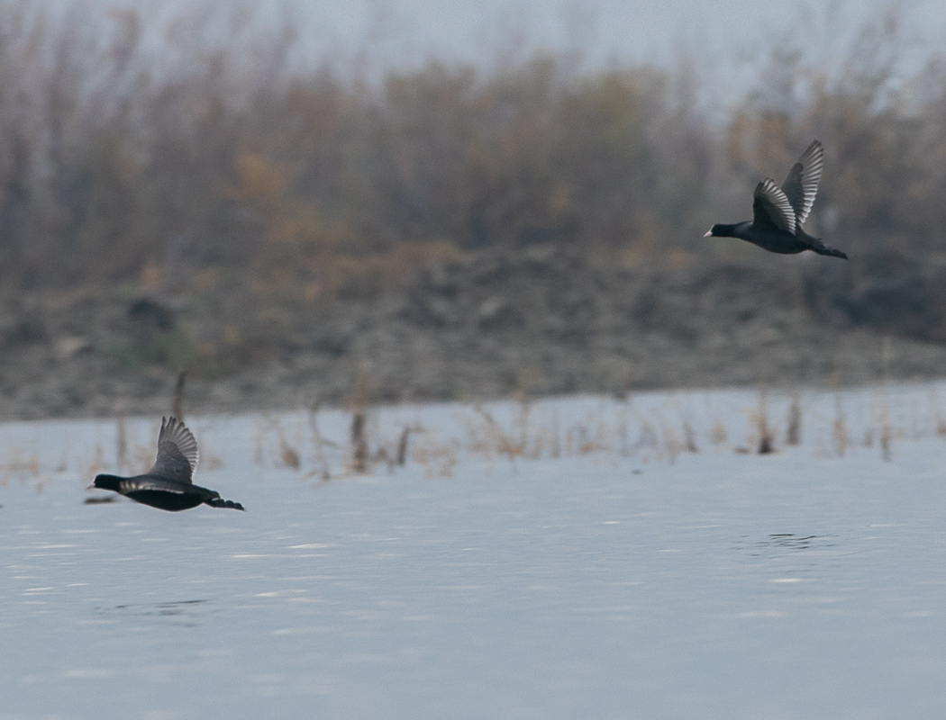 Eurasian Coot
