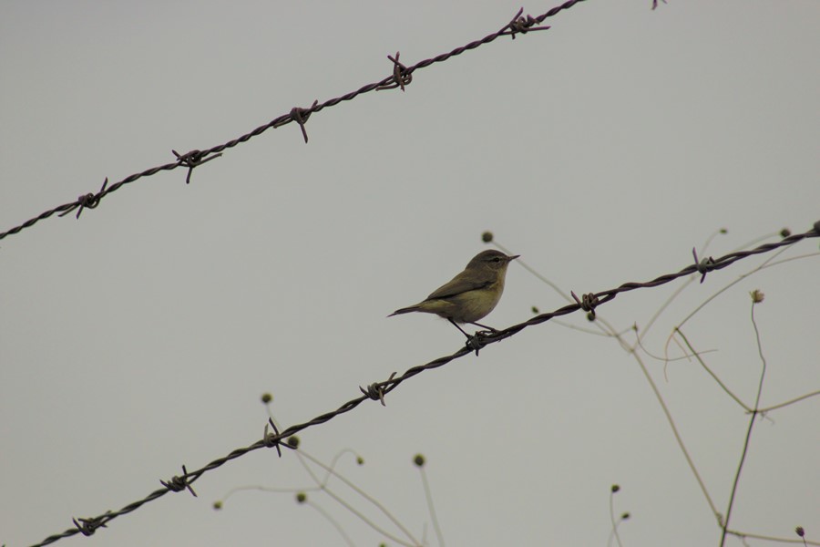 Common Chiffchaff