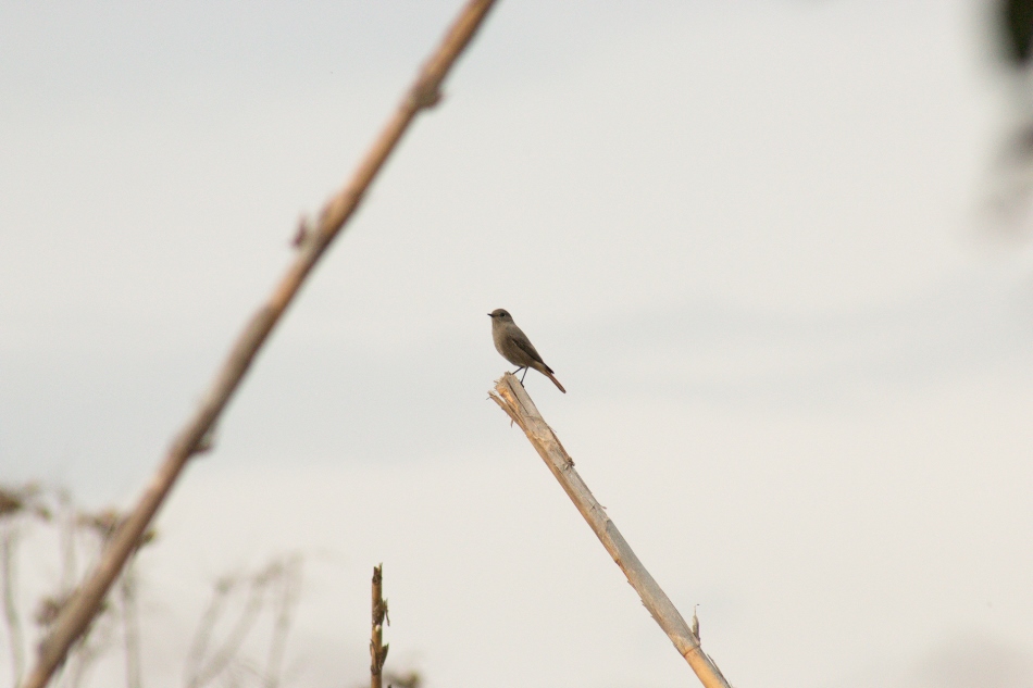 Black Redstart