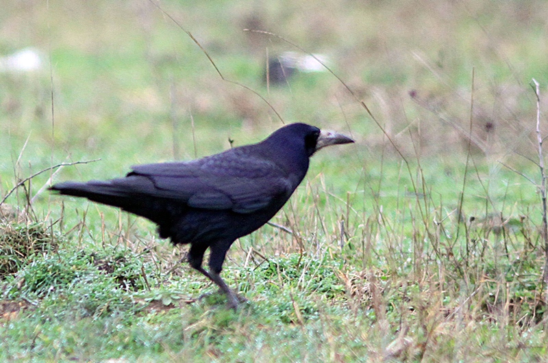 Ekin Kargası