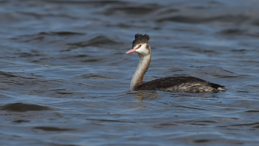 Great Crested Grebe