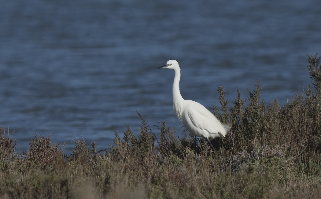 Little Egret