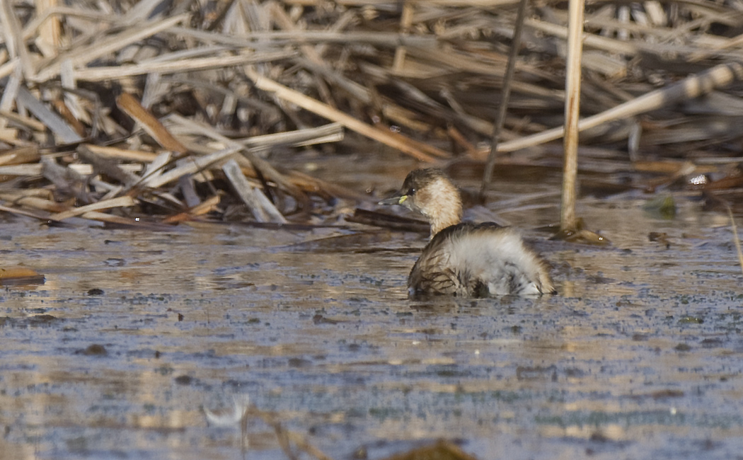 Little Grebe