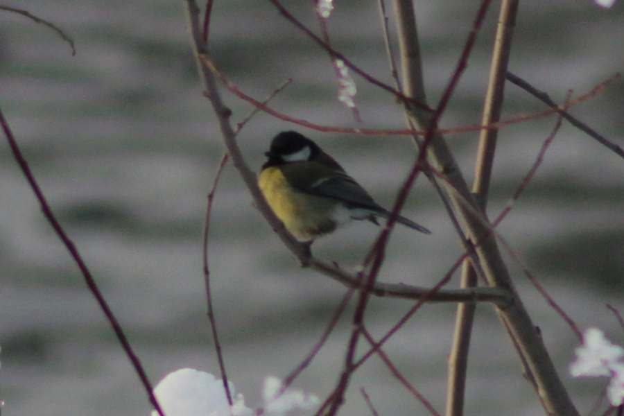 Great Tit