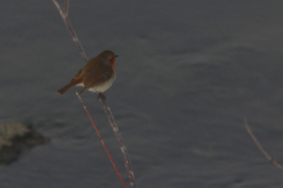 European Robin