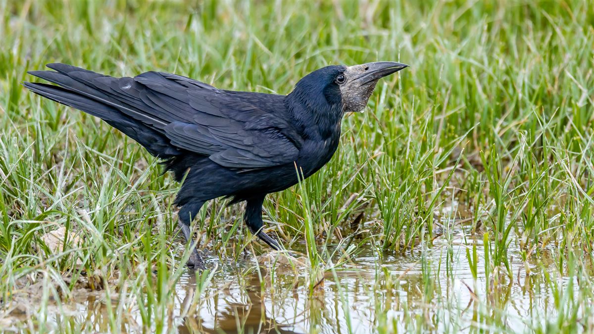 Rook