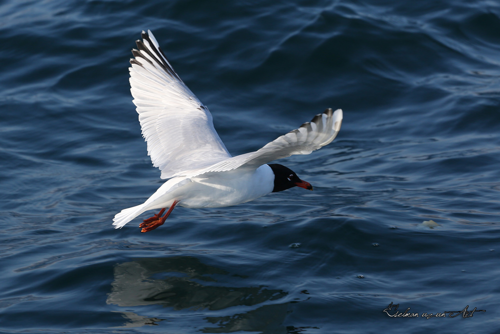 Mediterranean Gull