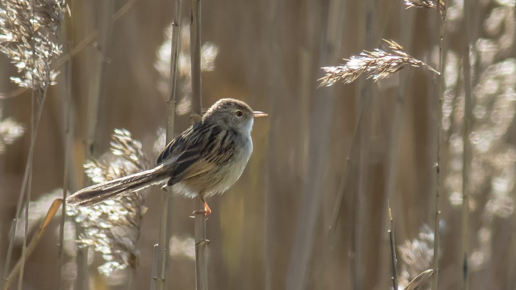 Delicate Prinia