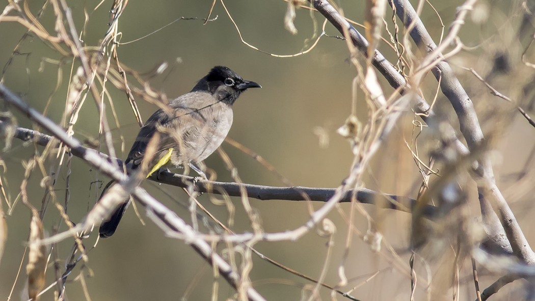 White-spectacled Bulbul
