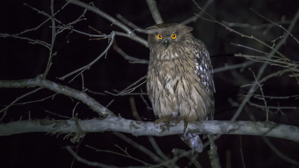 Brown Fish Owl