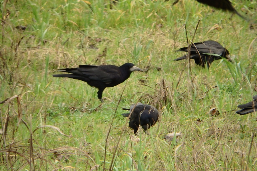 Rook