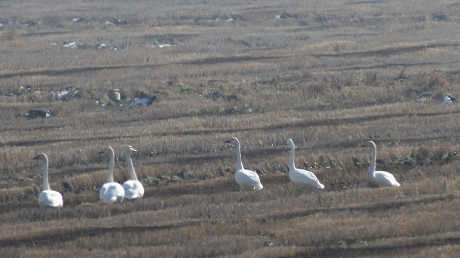 Whooper Swan