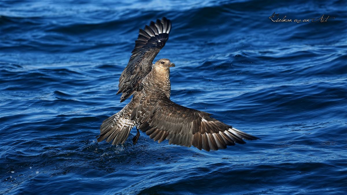 Pomarine Jaeger