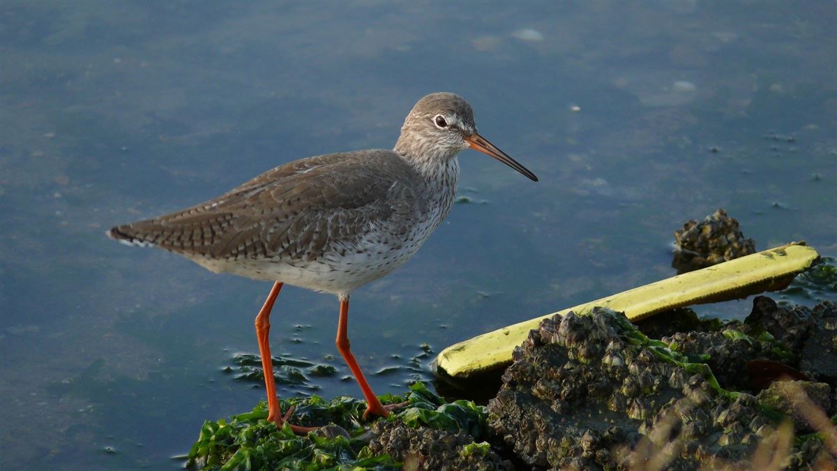 Common Redshank