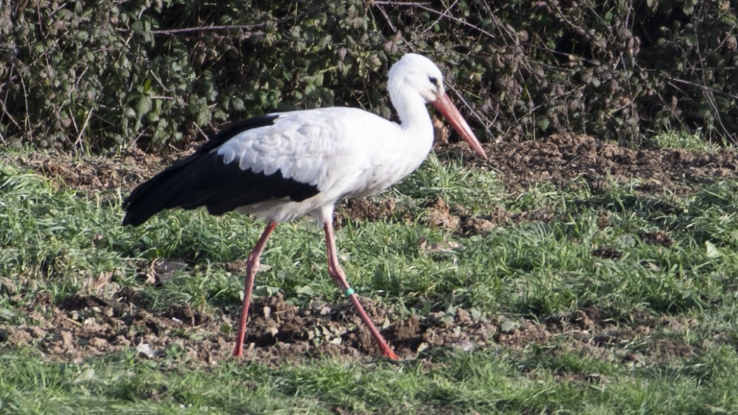 White Stork