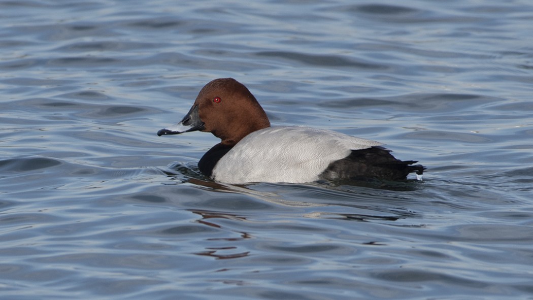 Common Pochard
