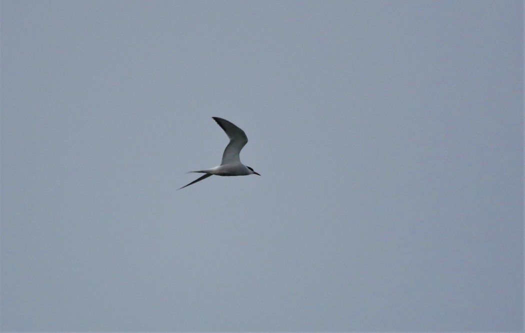 Common Tern