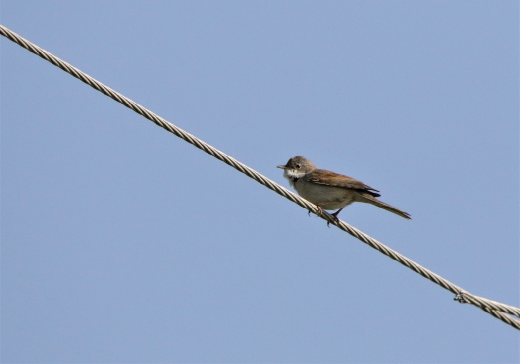 Common Whitethroat