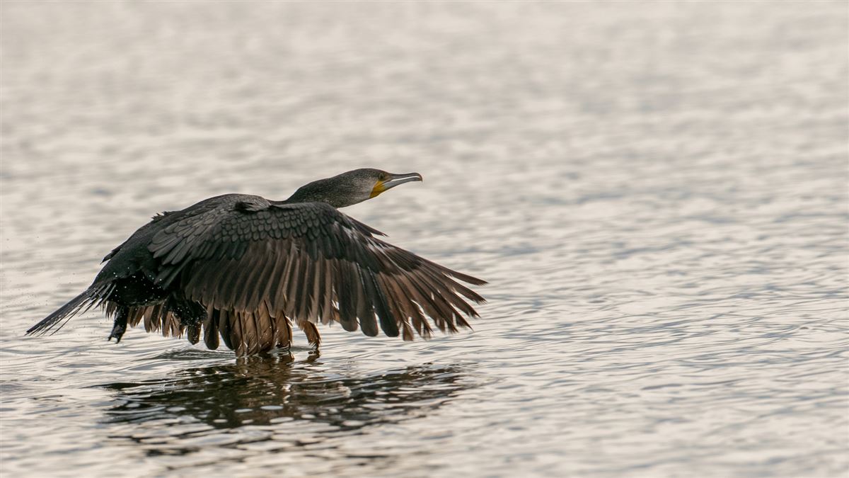 Great Cormorant