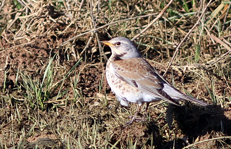 Tarla Ardıcı
