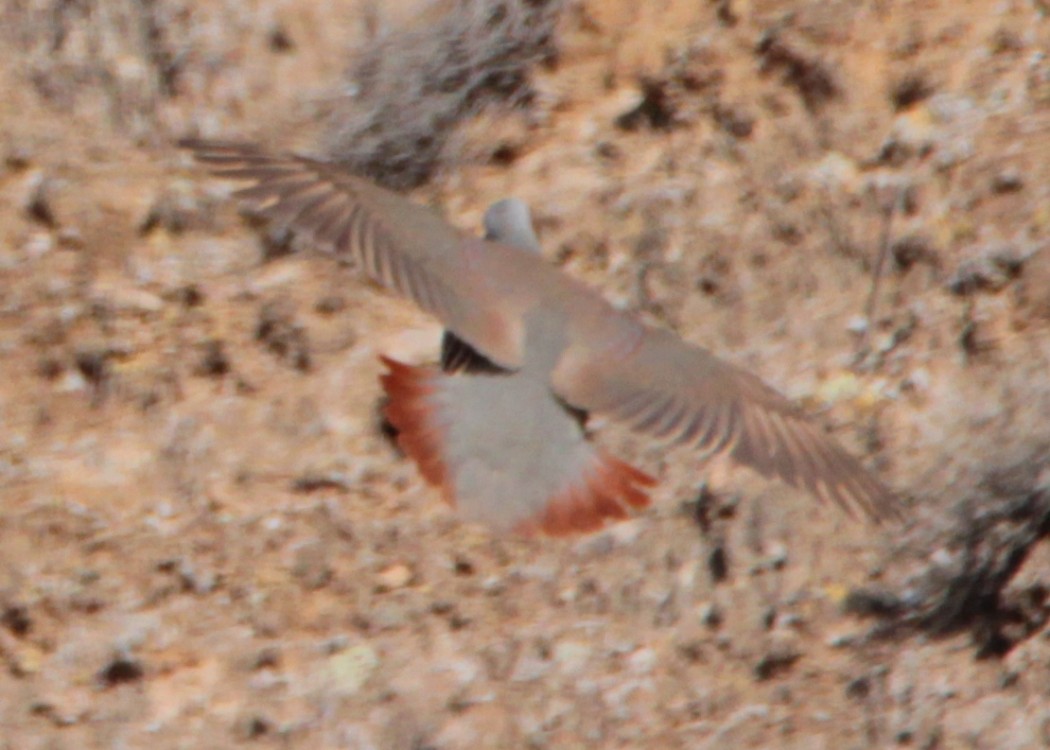 Kınalı Keklik