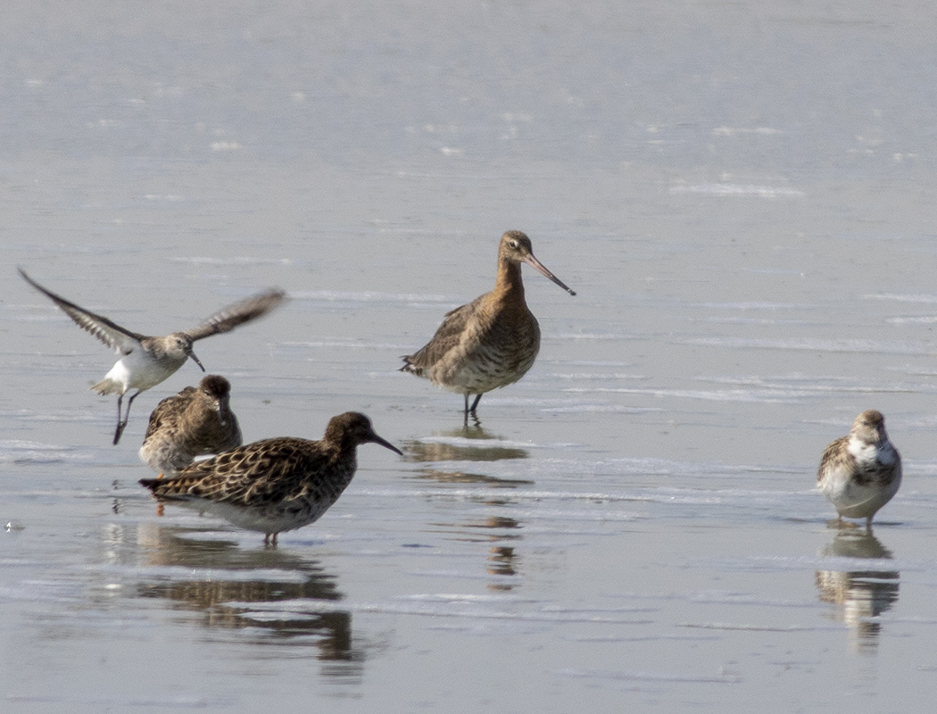 Black-tailed Godwit