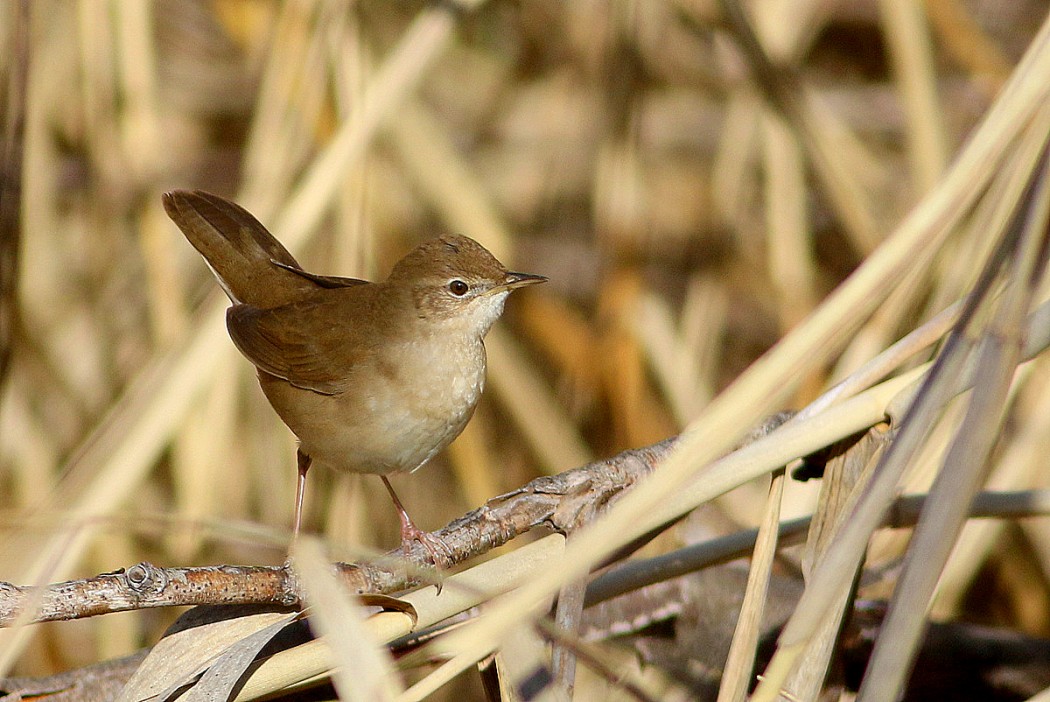 Savi`s Warbler