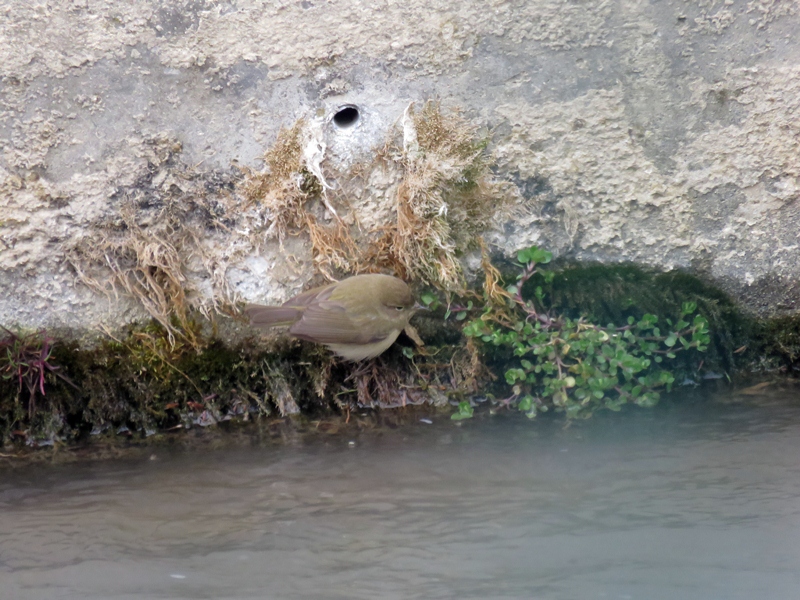 Common Chiffchaff