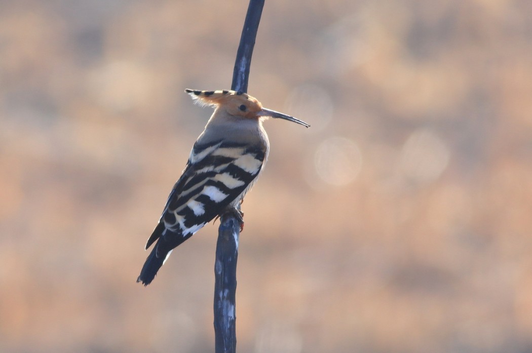 Common Hoopoe