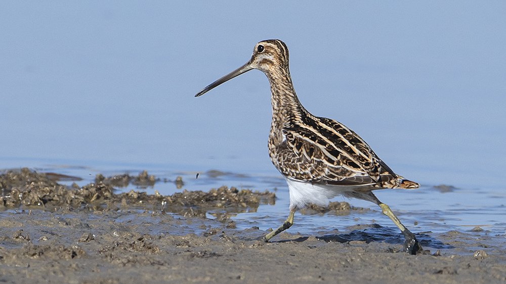 Common Snipe