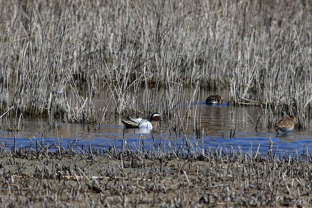 Garganey